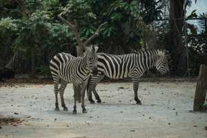 ZEBRA (2)